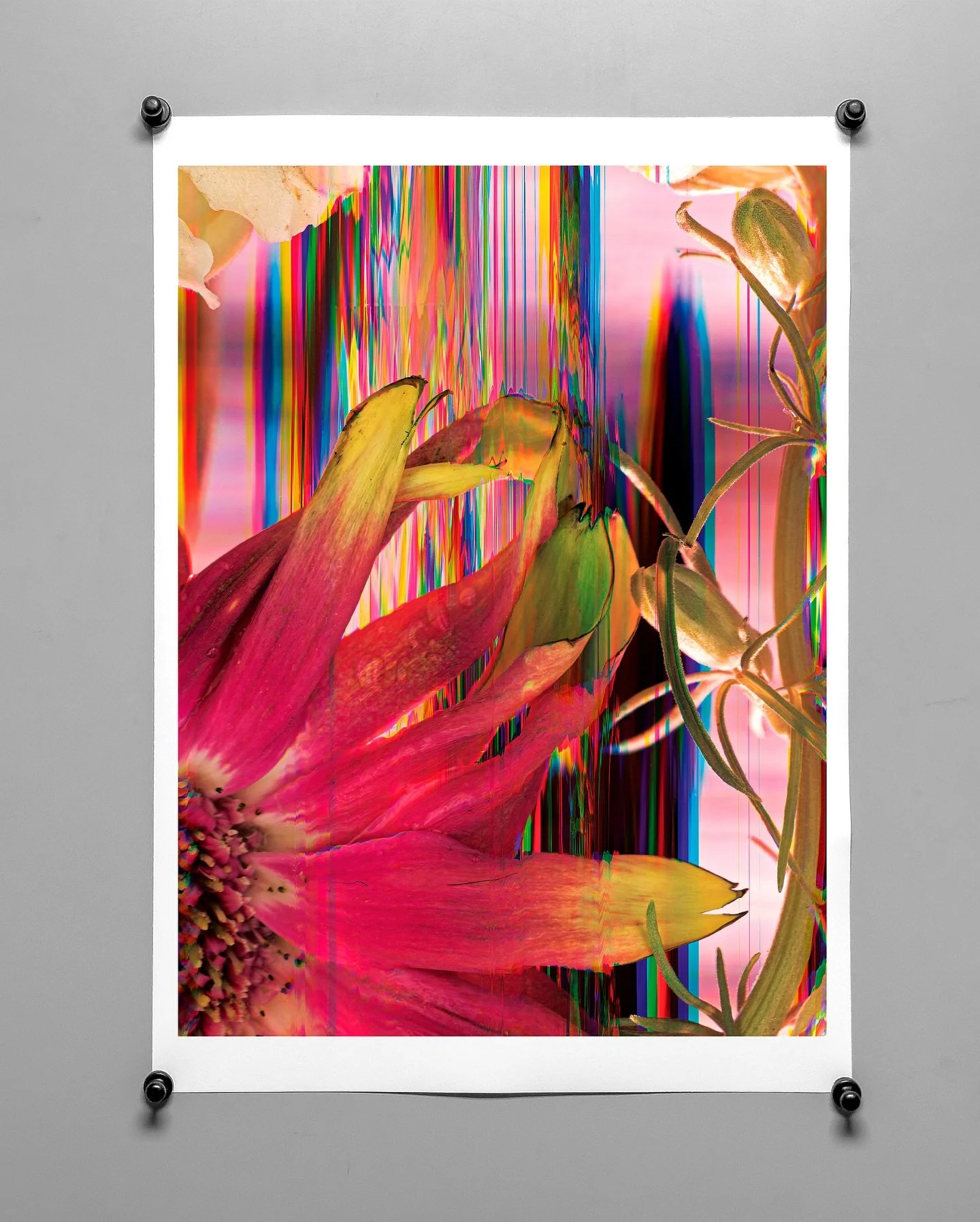 Printwork of details for Colby Caldwell&rsquo;s @the_forestfloor photographic project, &lsquo;garlands&rsquo;

Now on display at the North Carolina Museum of Art  @ncartmuseum in Raleigh, NC

&ldquo;With garlands, I push how different light sources (