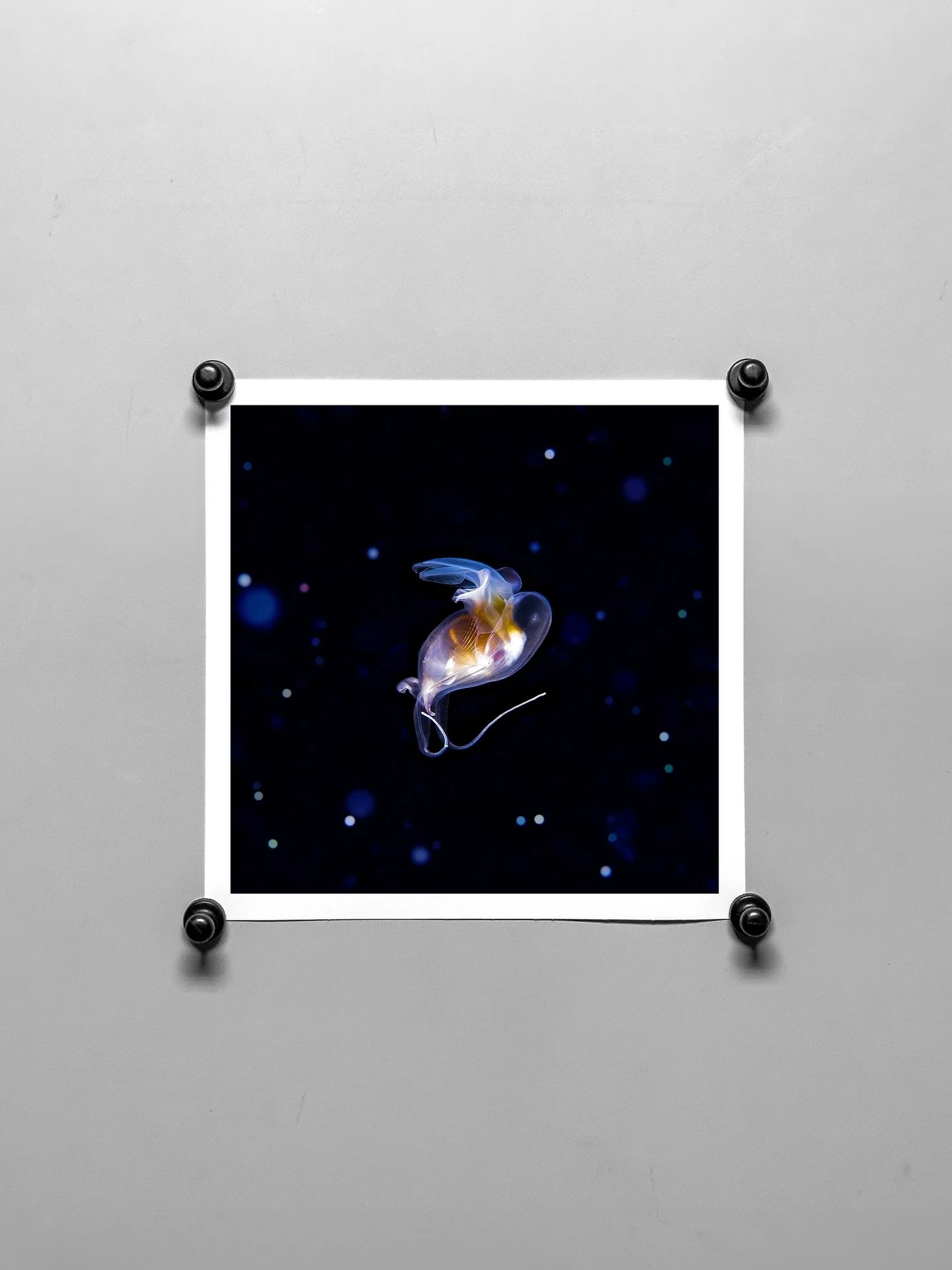 IMMERSED was a one night photography exhibit by underwater photographer @bill_butchers_photography held at @unique_asheville last month. 

We had a great time printing and mounting all these fun creatures like this sea butterfly! 

Prints are availab