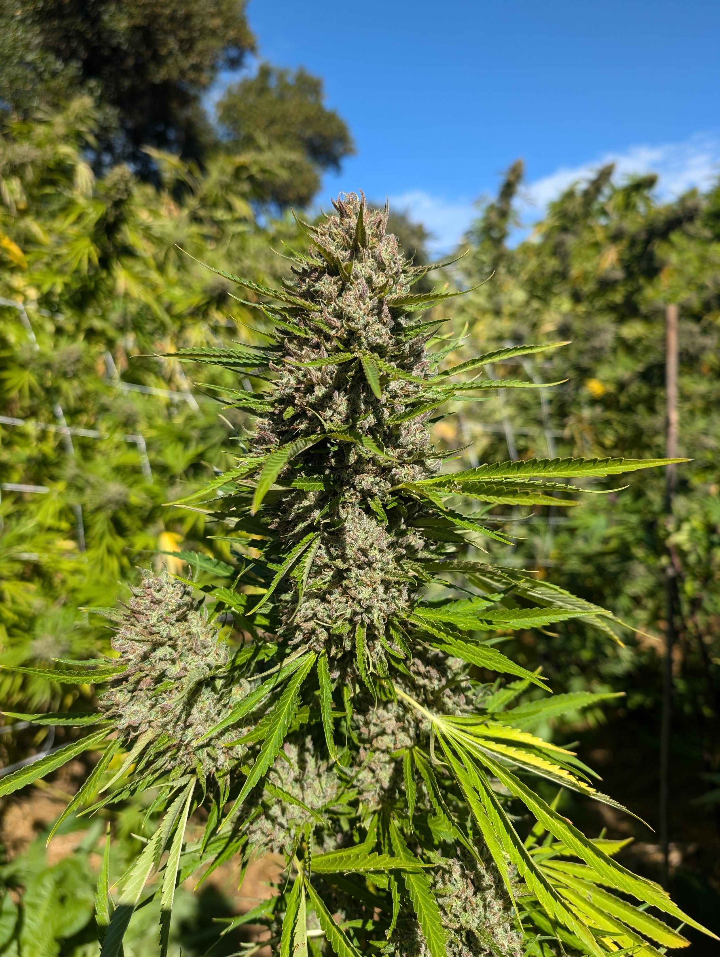 Koffee f10 perfection.........
*Hybrid
*Lineage: Alien OG x Alien Kush
*Aroma: Vanilla, Fuel, Spice, Earthy, Soil
*Effects: Uplifting, Euphoric, High energy, Pain Relieving