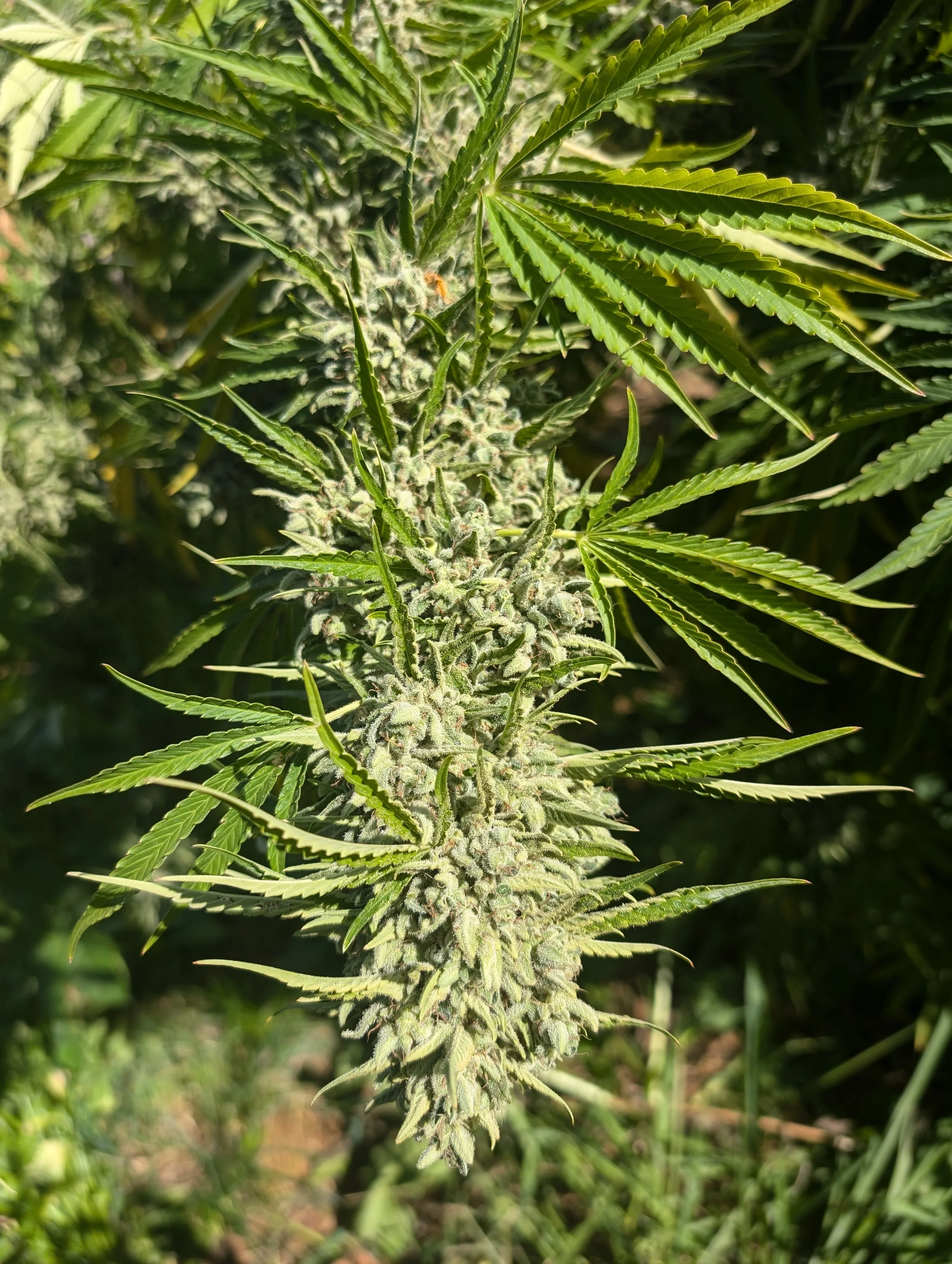 Tangie Breath F2...........*Hasher
*Tomki Tangie x Nana Breath
*Mid to late October finisher
*Subtle orange blossom terps. Extremely hashy plant. Great for fresh frozen/live wash. A few phenos throw a bit of purple but they all wash great 4% on o
