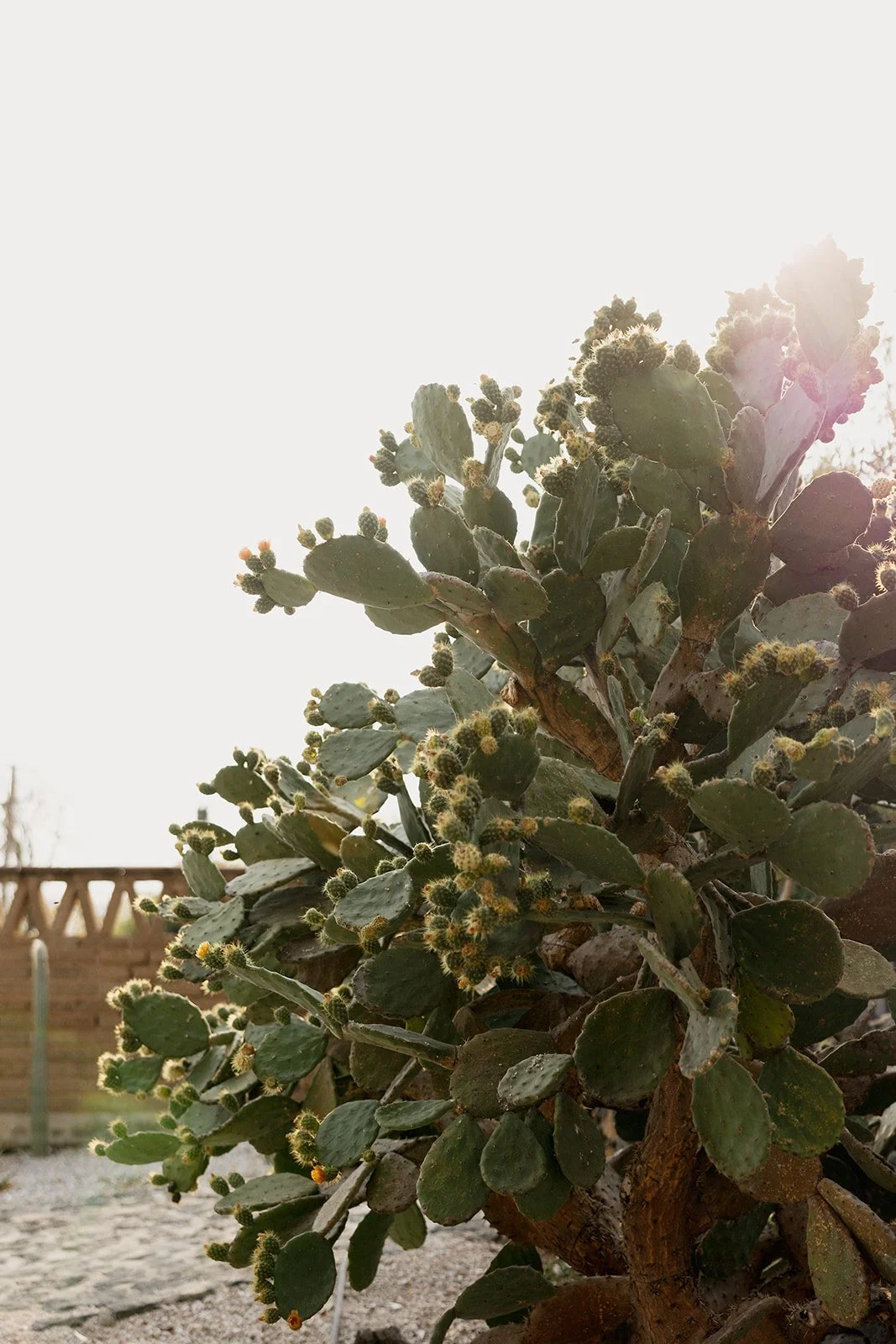 Wedding Sarah + Ryan - Tepoztlán 2025 -0013.jpg