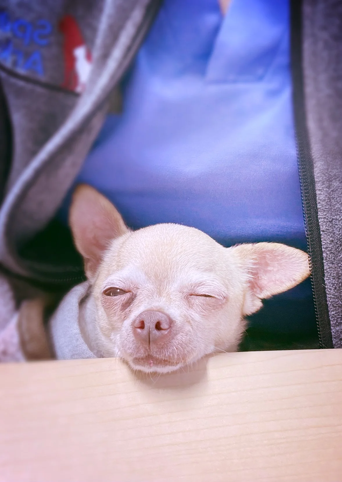 A small beige Chihuahua dog resting its head on a table with its eyes squinted closed, held close to a person's chest who wears a blue shirt and gray jacket. This cute dog was the office helper for the day.