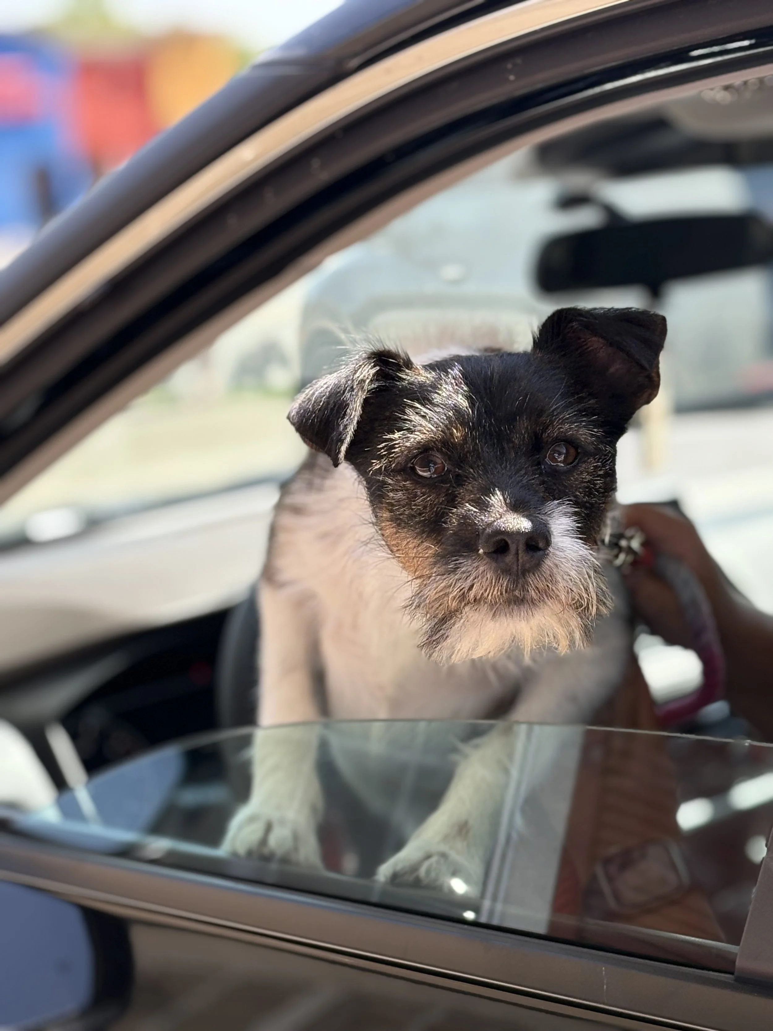 A small black and white dog with a scruffy face and expressive eyes leaning on the car window, looking outside, with a person's hand holding a leash nearby.