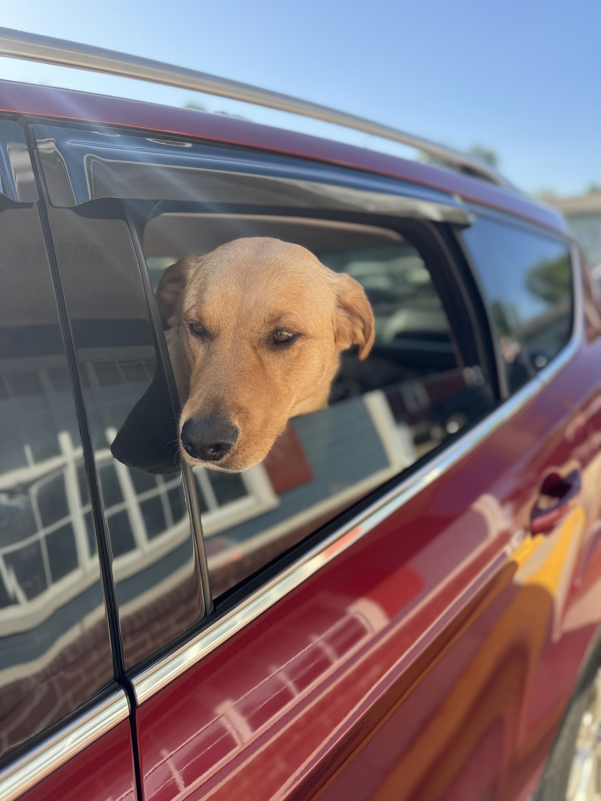 A tan dog with a serious expression looking out of the window of a red car.