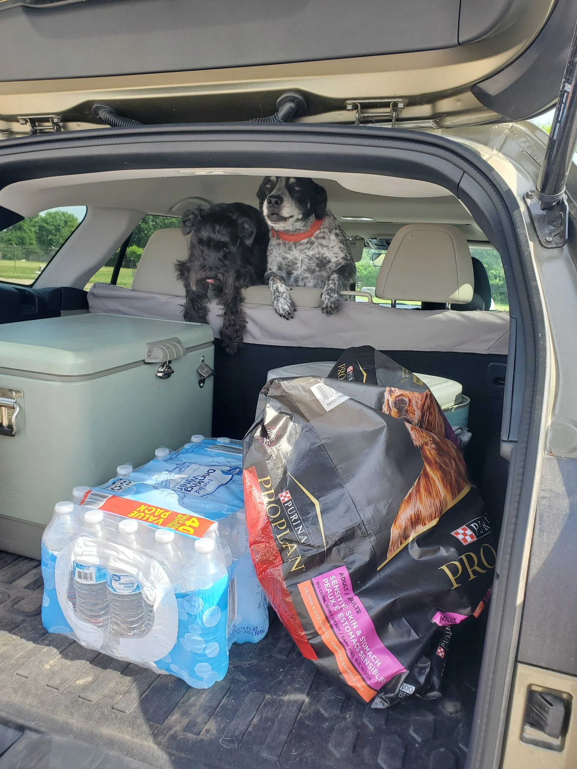Two dogs sitting in the back of an SUV, with supplies including a water bottle pack and a large bag of dog food provided by Spay Arkansas after the tornado hit Rogers, AR.