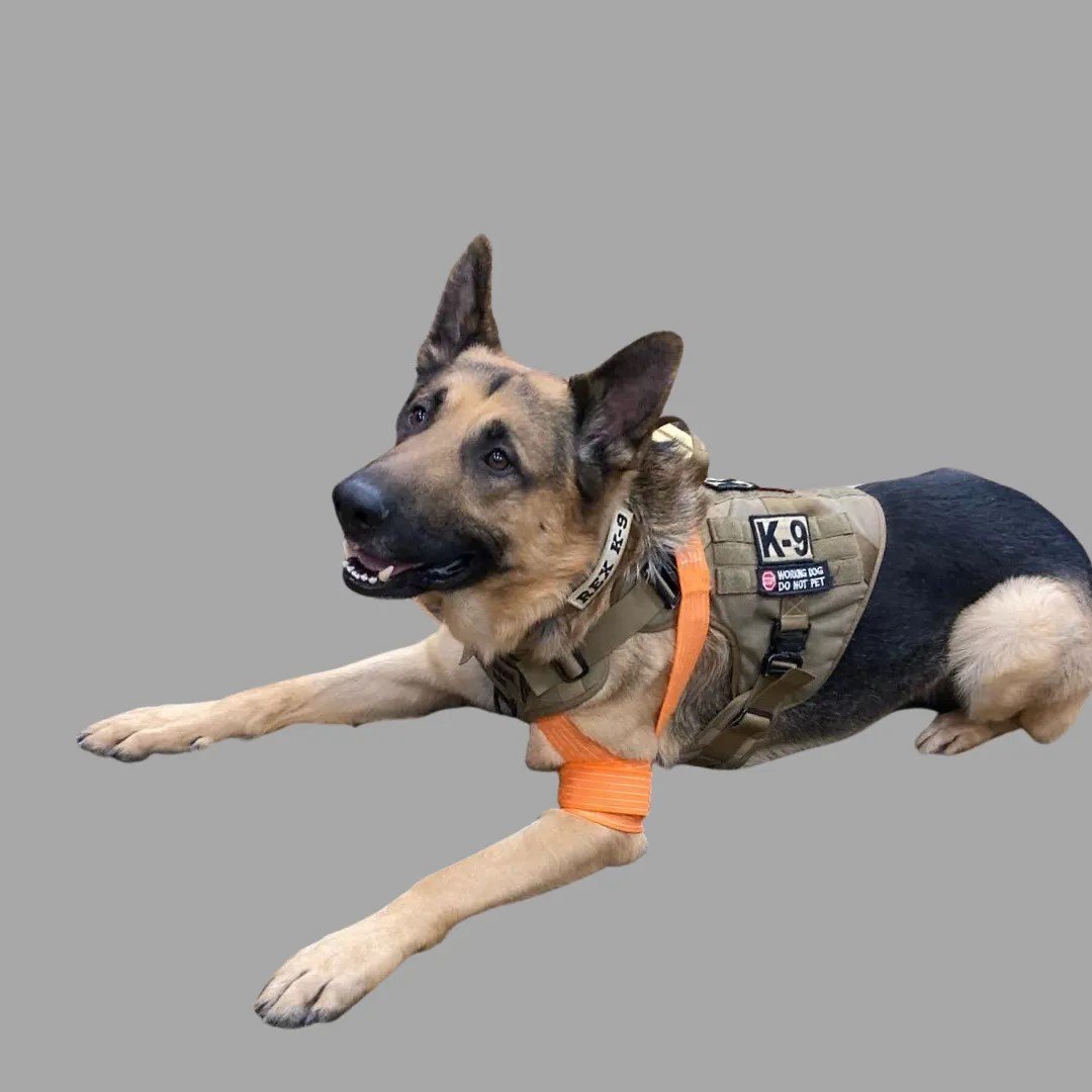 Veterinary-bleeding-control.jpeg