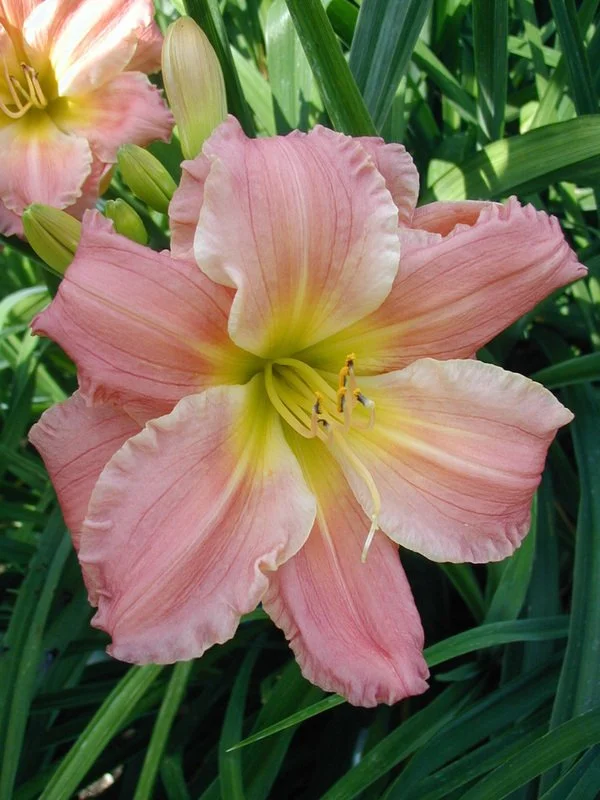 Daylily hybridizer spotlight: Bruce Kovach