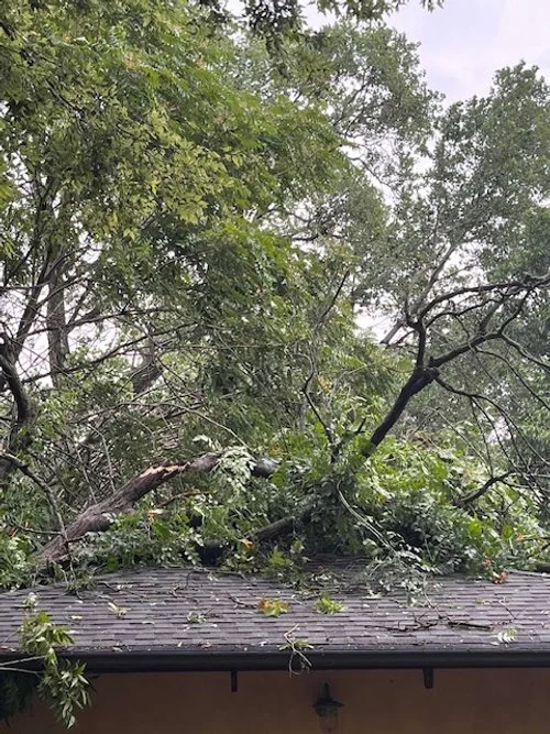 mori tree damage to house3.jpeg