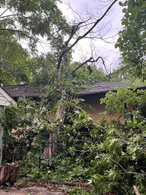 mori tree damage to house.jpeg