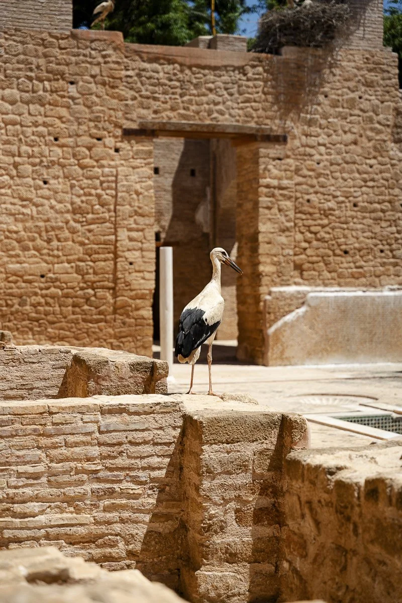 bird.jpg