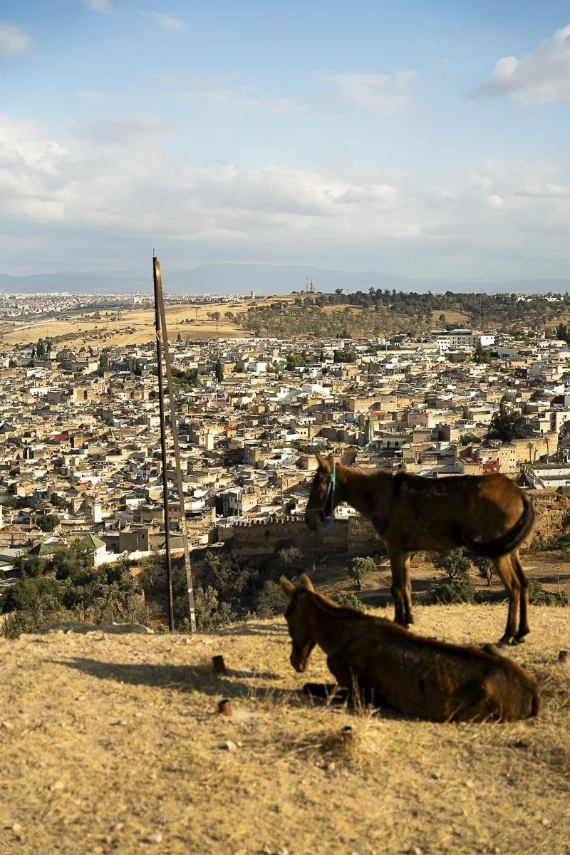Mules.jpg