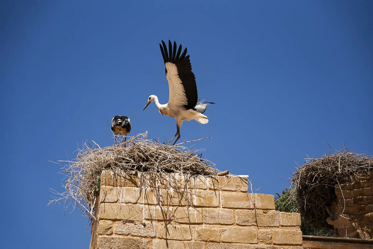 stork.jpg