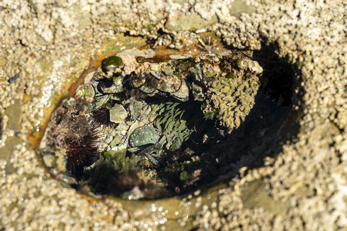 tide_pool.jpg