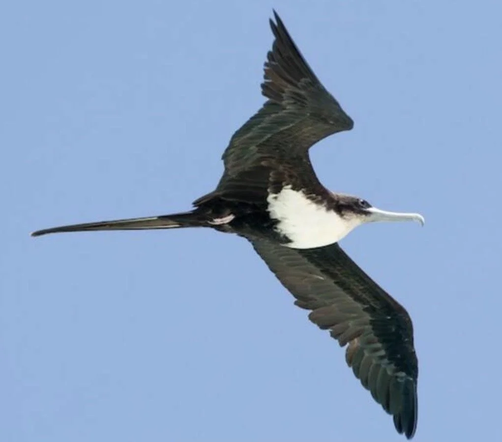 101 Species: Birding as a Mindfulness Practice