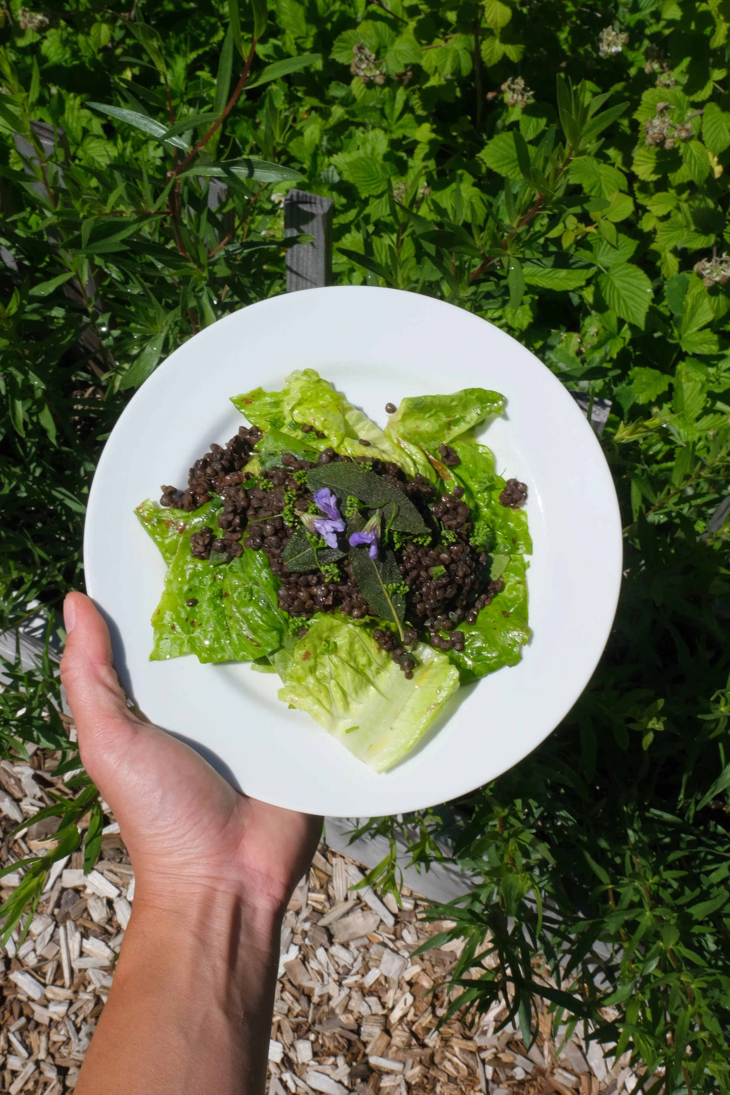 Burnt Honey Lentils Over Fresh Greens