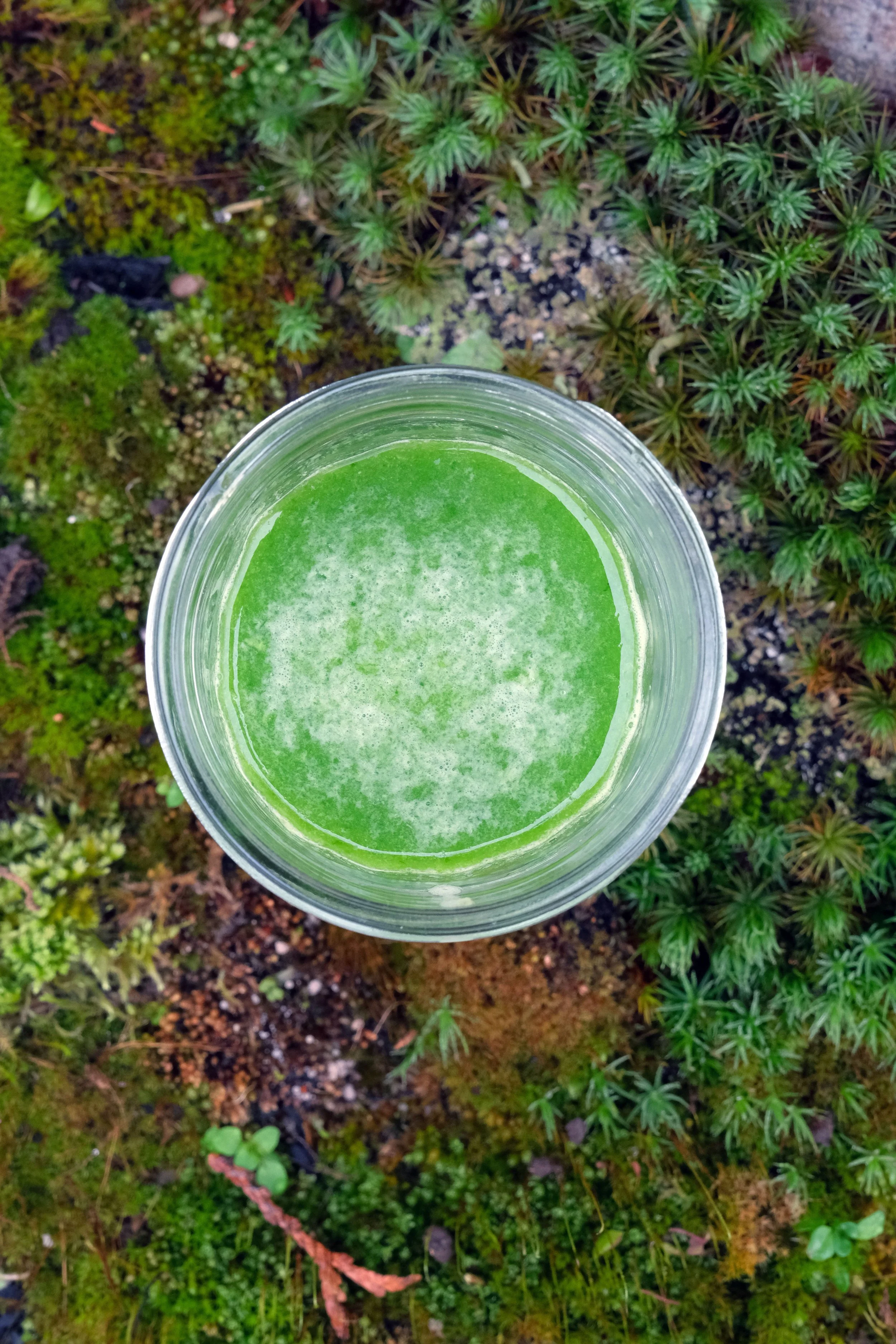 Chickweed Green Drinks