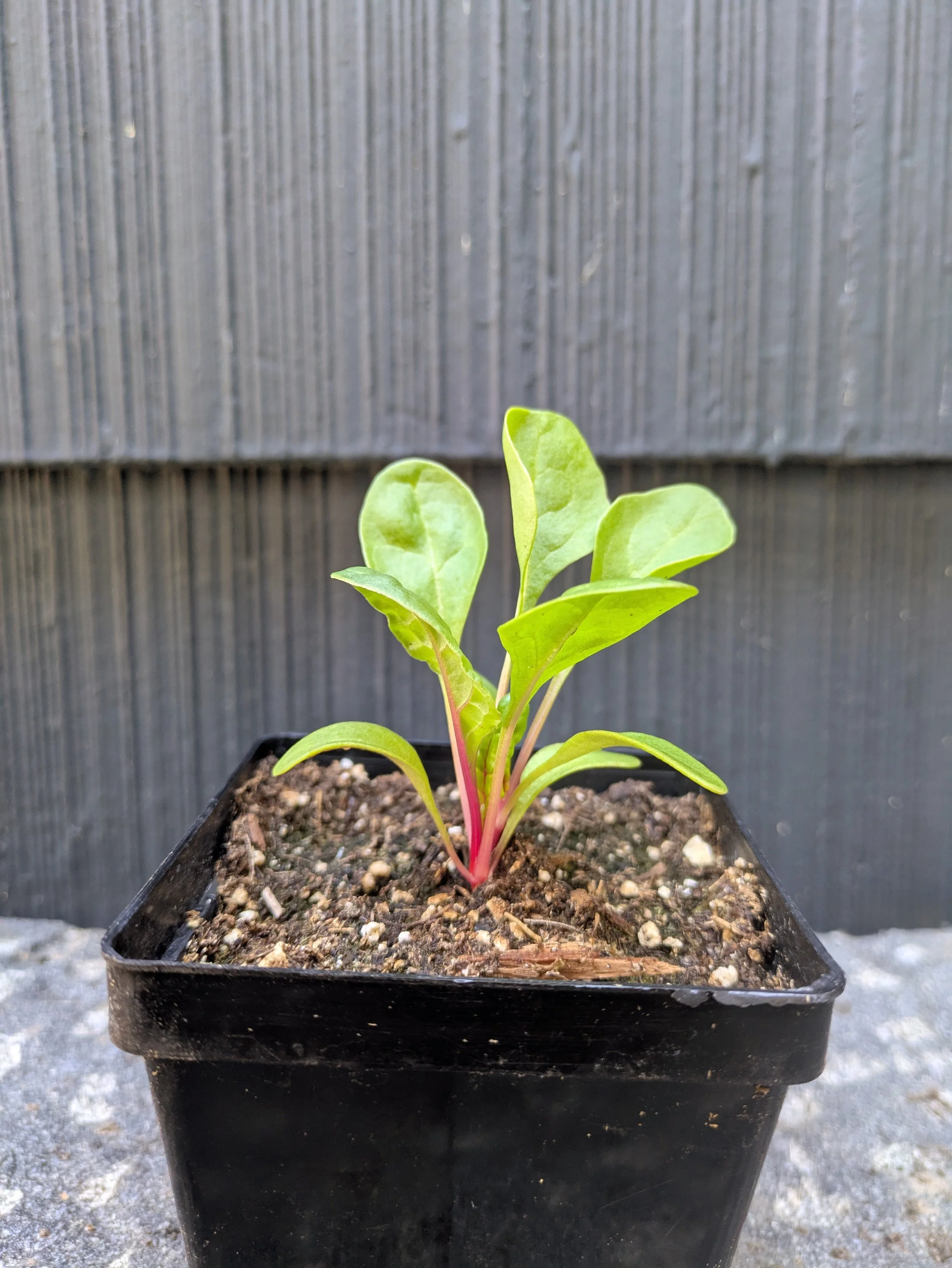 Swiss Chard 'Intense' - Plant Start