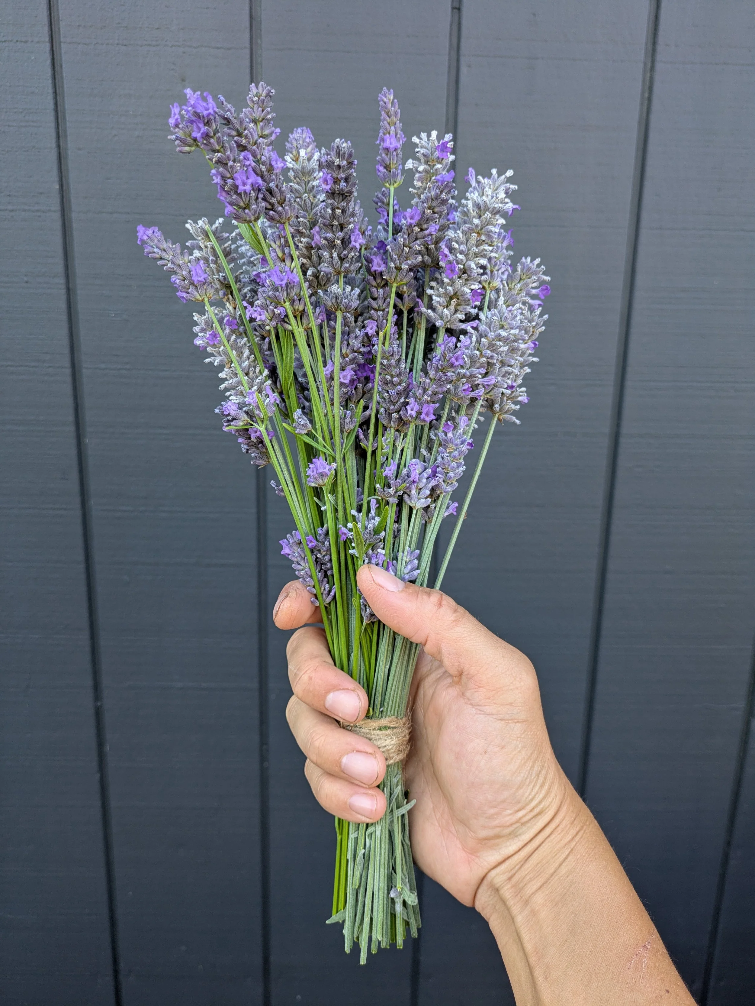 End-of-Season Lavender Bundle