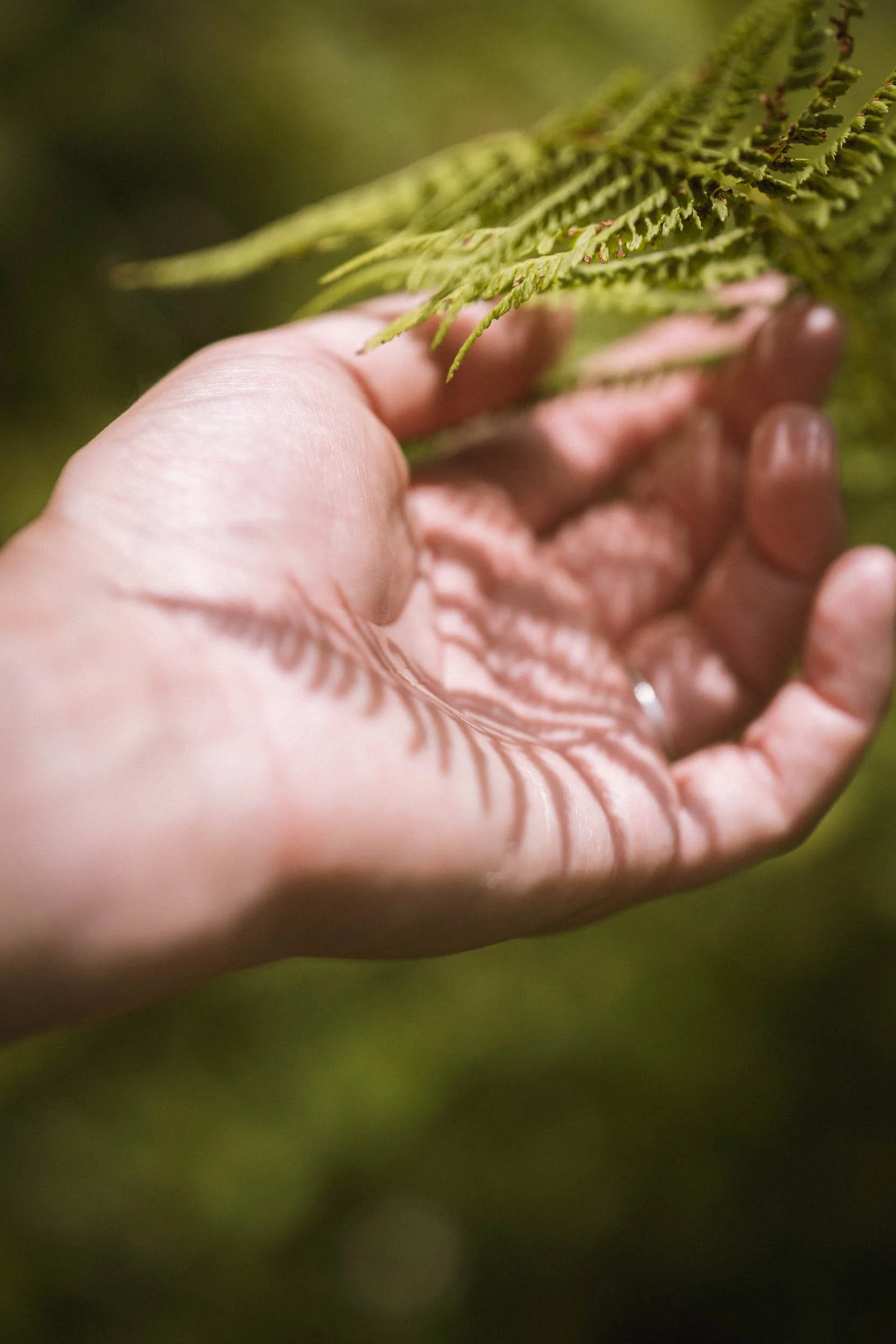 Nahaufnahme einer Hand, die eine grüne Farnpflanze hält.