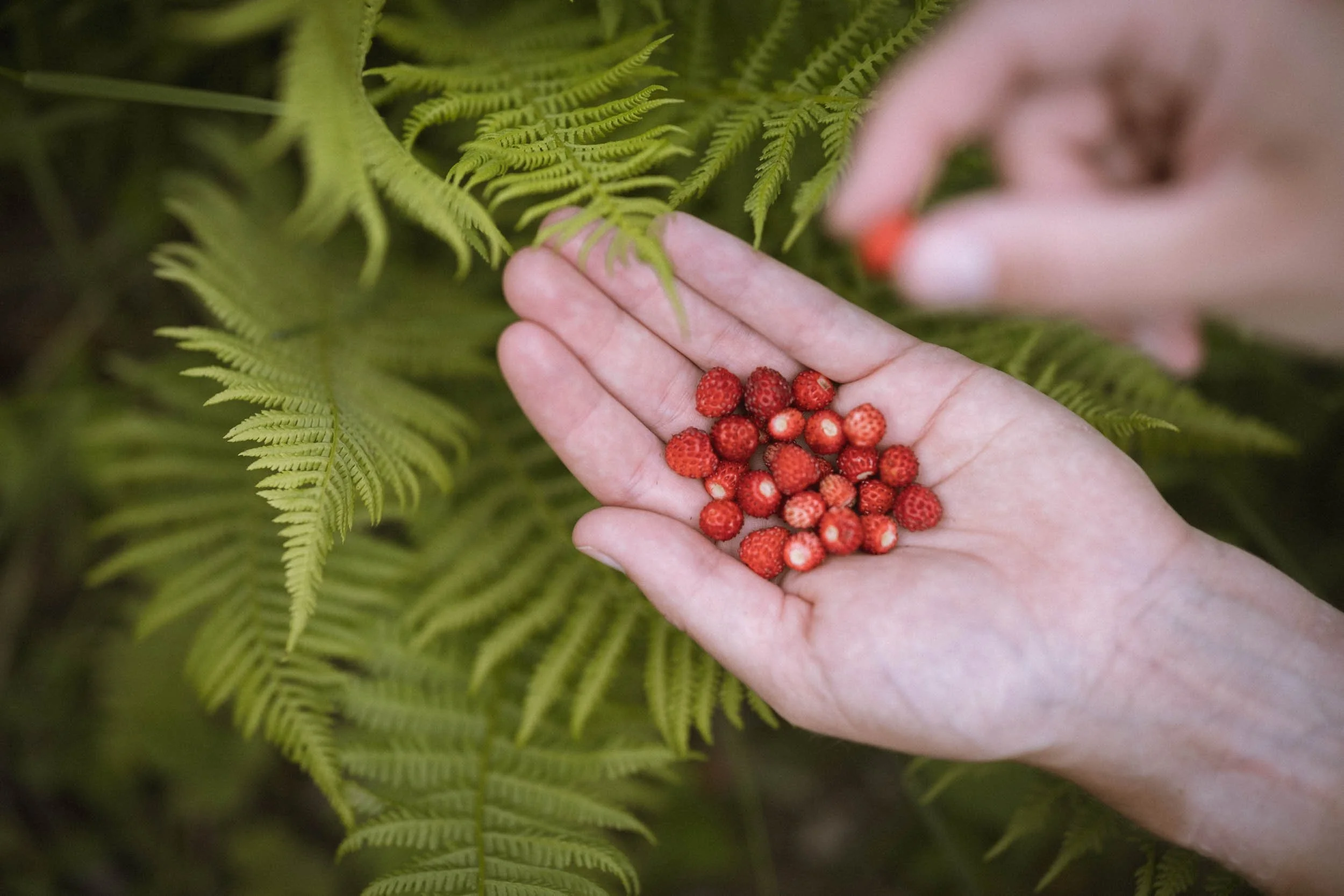 Eine Hand hält kleine rote Beeren vor grünen Farnblättern.