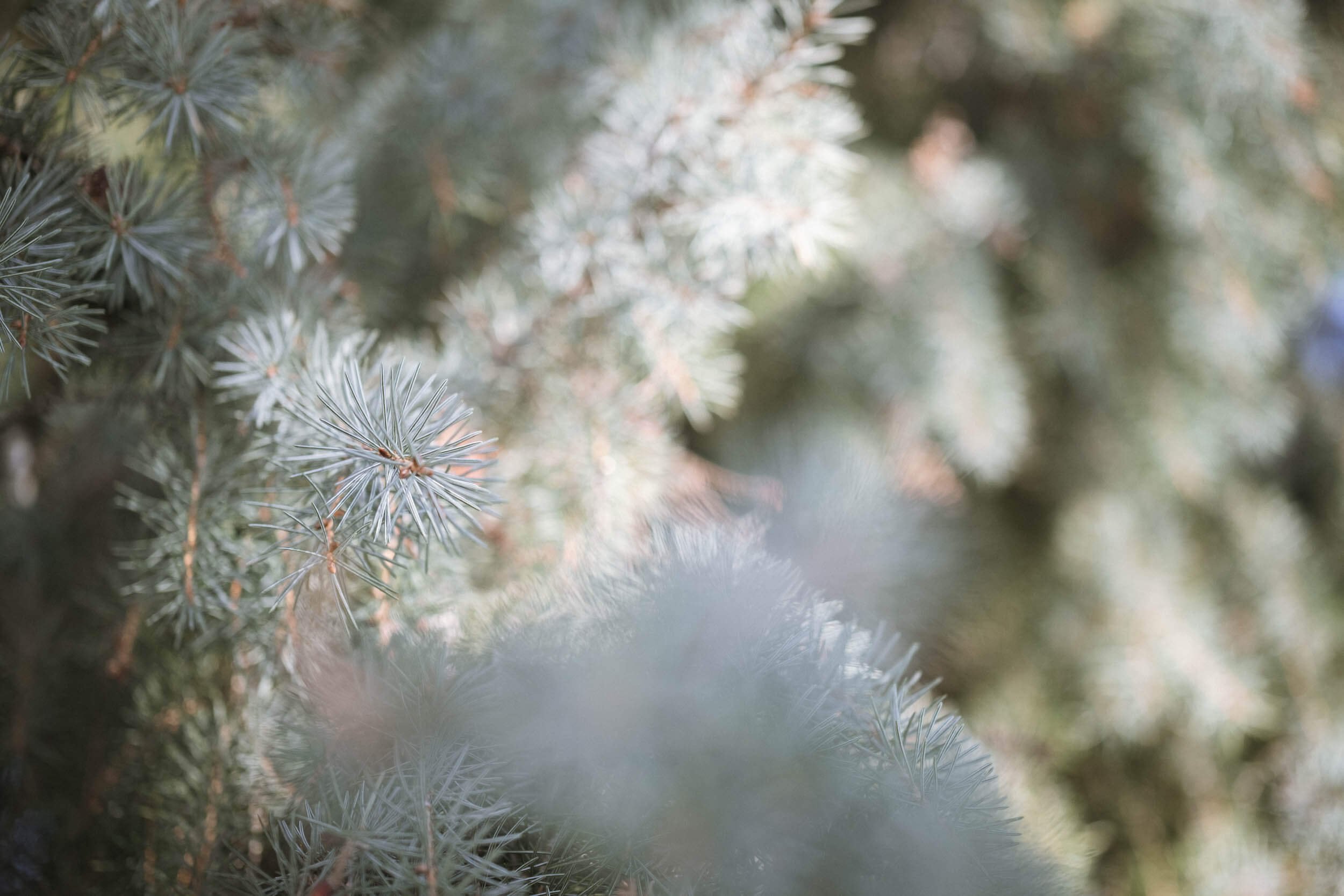Nahaufnahme von Tannenbaumnadeln mit unscharfem Hintergrund.
