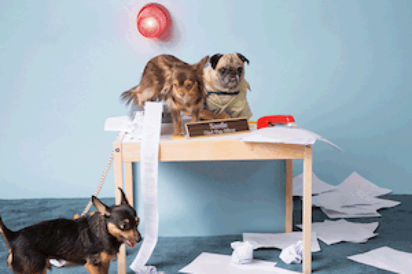BARK Friday Dog Takeover