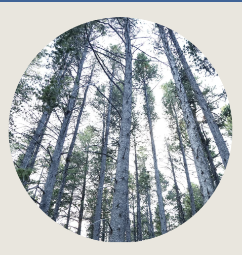 Art, and Coming Home: A view looking up at towering pine trees reaching toward a pale sky. Sunlight filters through the branches, illuminating textures of bark and needles.