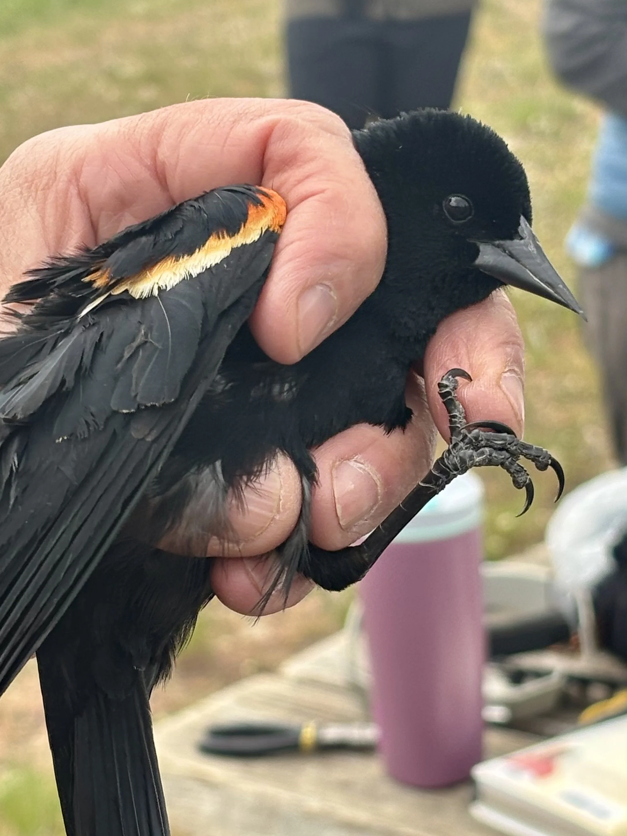 2026-5-MoorcroftBirdbanding25-PIC-ByMistySpinger.jpg