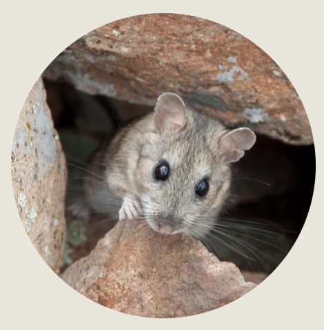 Casper- A small, wide-eyed rodent peers curiously from between reddish-brown rocks.