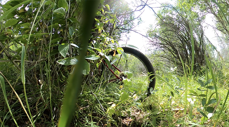 bikeinbushes2 - Jane Crayton.png