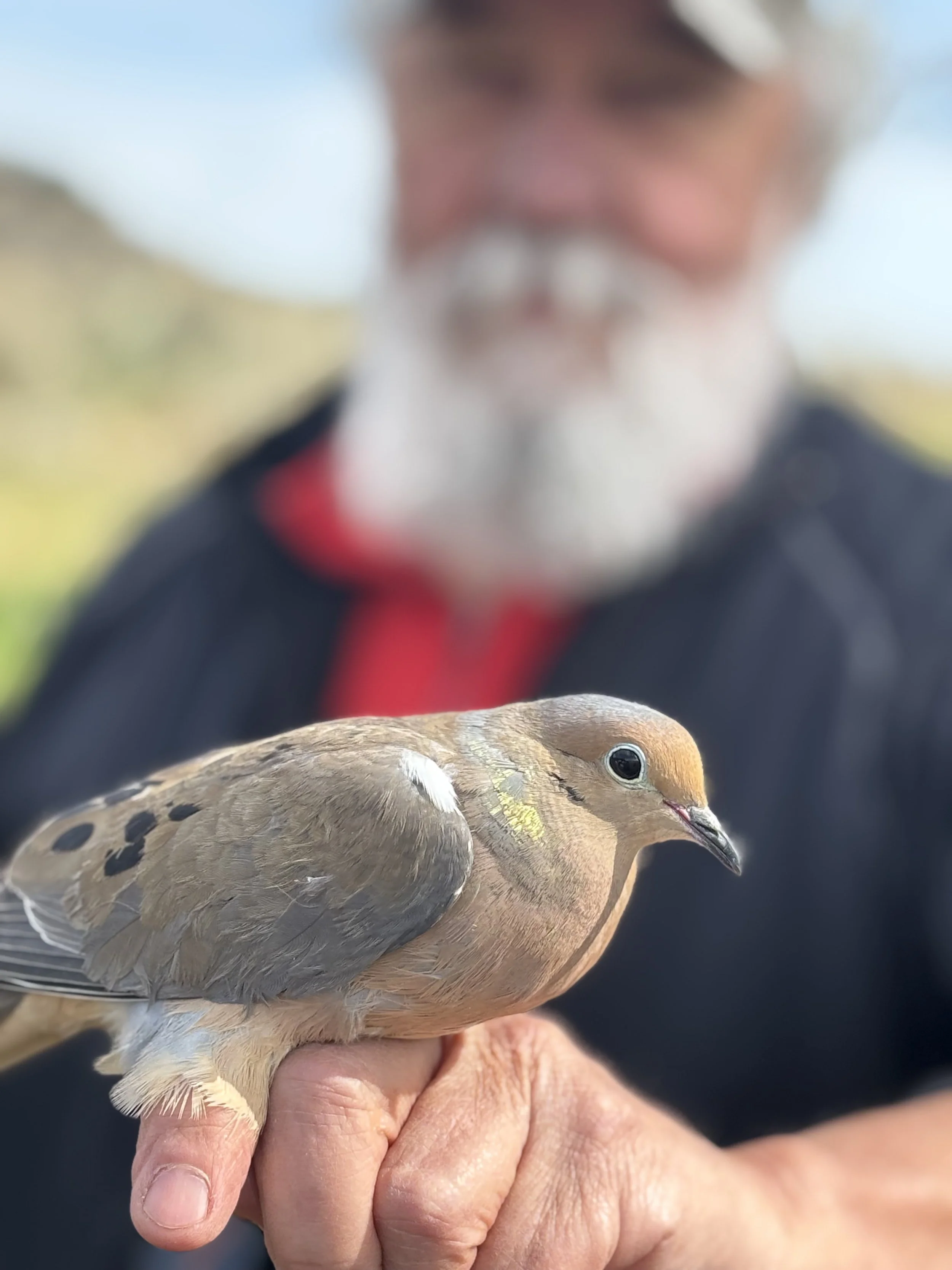 2026-5-MoorcroftBirdbanding26-PIC-ByMistySpinger.jpg