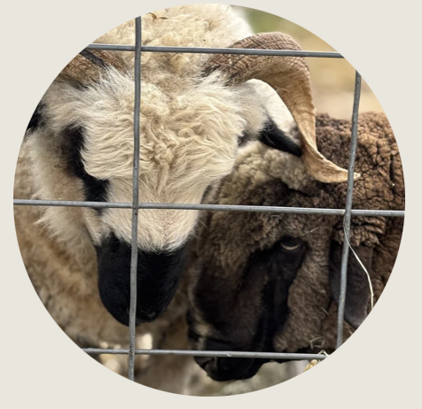 Two horned sheep stand close together behind a wire fence, their thick wool and gentle postures suggesting familiarity. One sheep is lighter with curled horns; the other is darker and leans into the lighter sheep. Seven Generations of Wyomingites