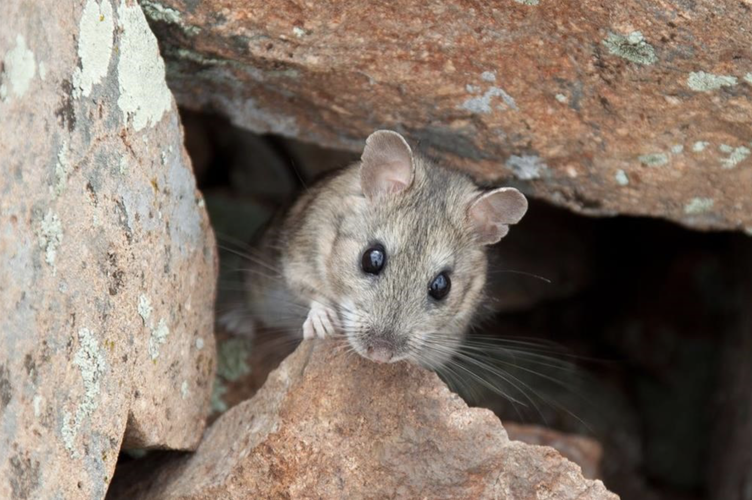 Pack Rats — Re-Storying the West