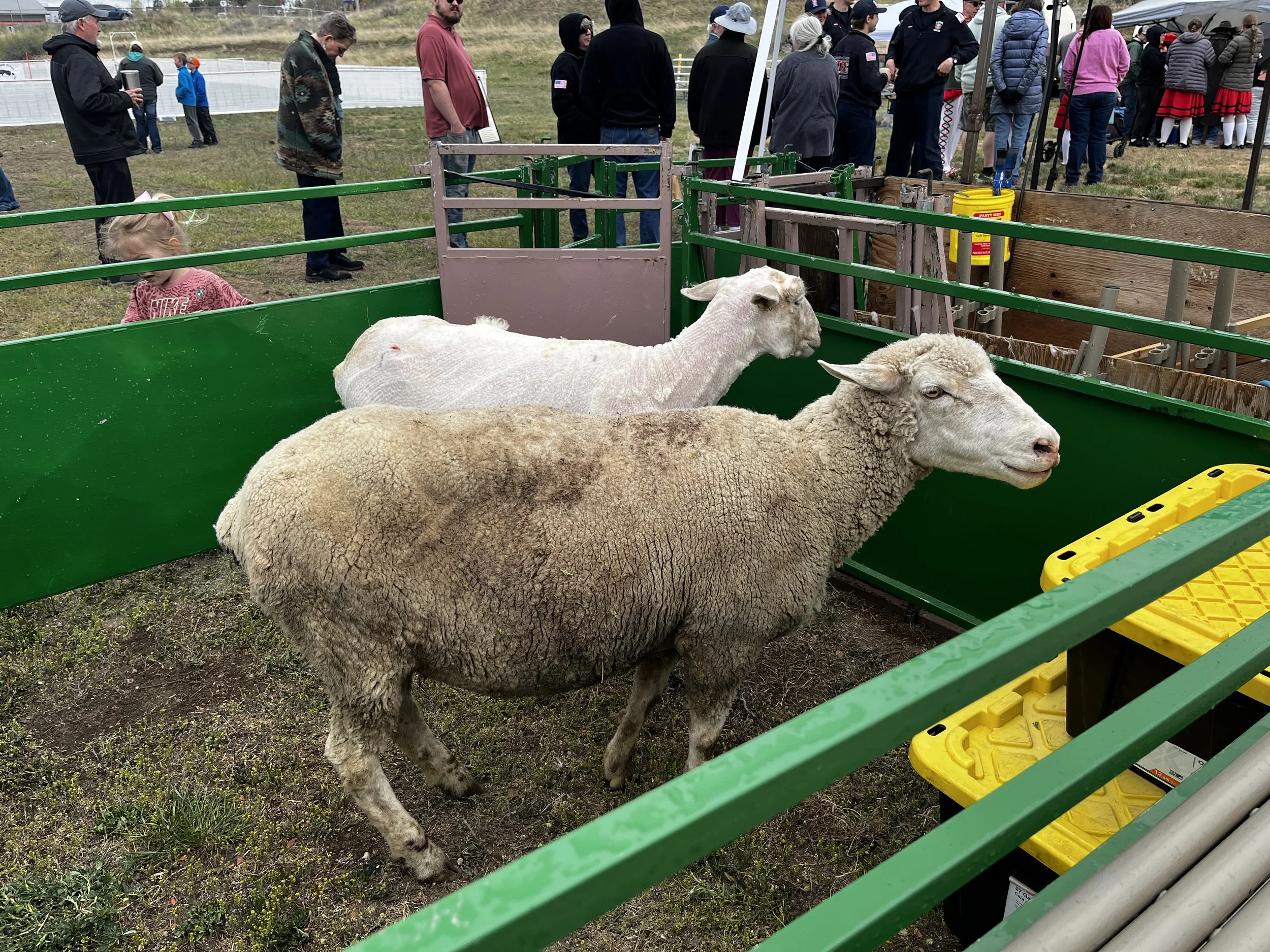 Two sheep are in a green encasement. They are looking to the right of the image. A group of people are in the background.