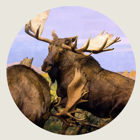 Two bull moose with wide antlers lock in a powerful stance, their coats are dark and glossy under soft light. The background shows autumn colors and distant mountains.