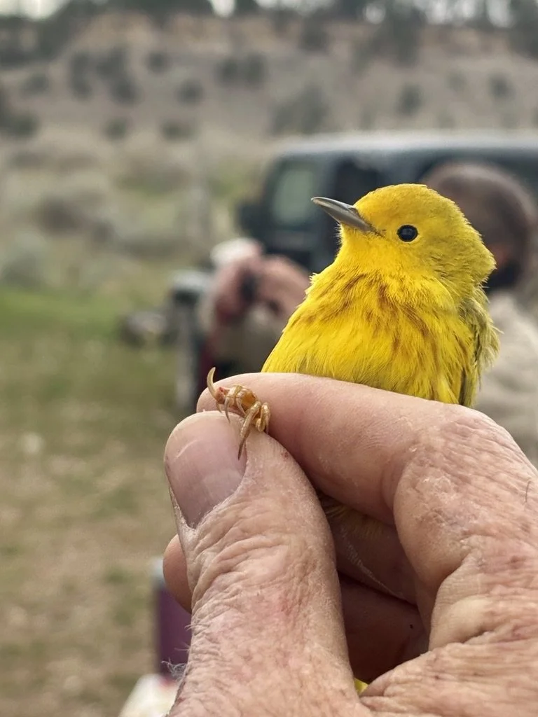 2026-5-MoorcroftBirdbanding23-PIC-ByNancySmall.jpg