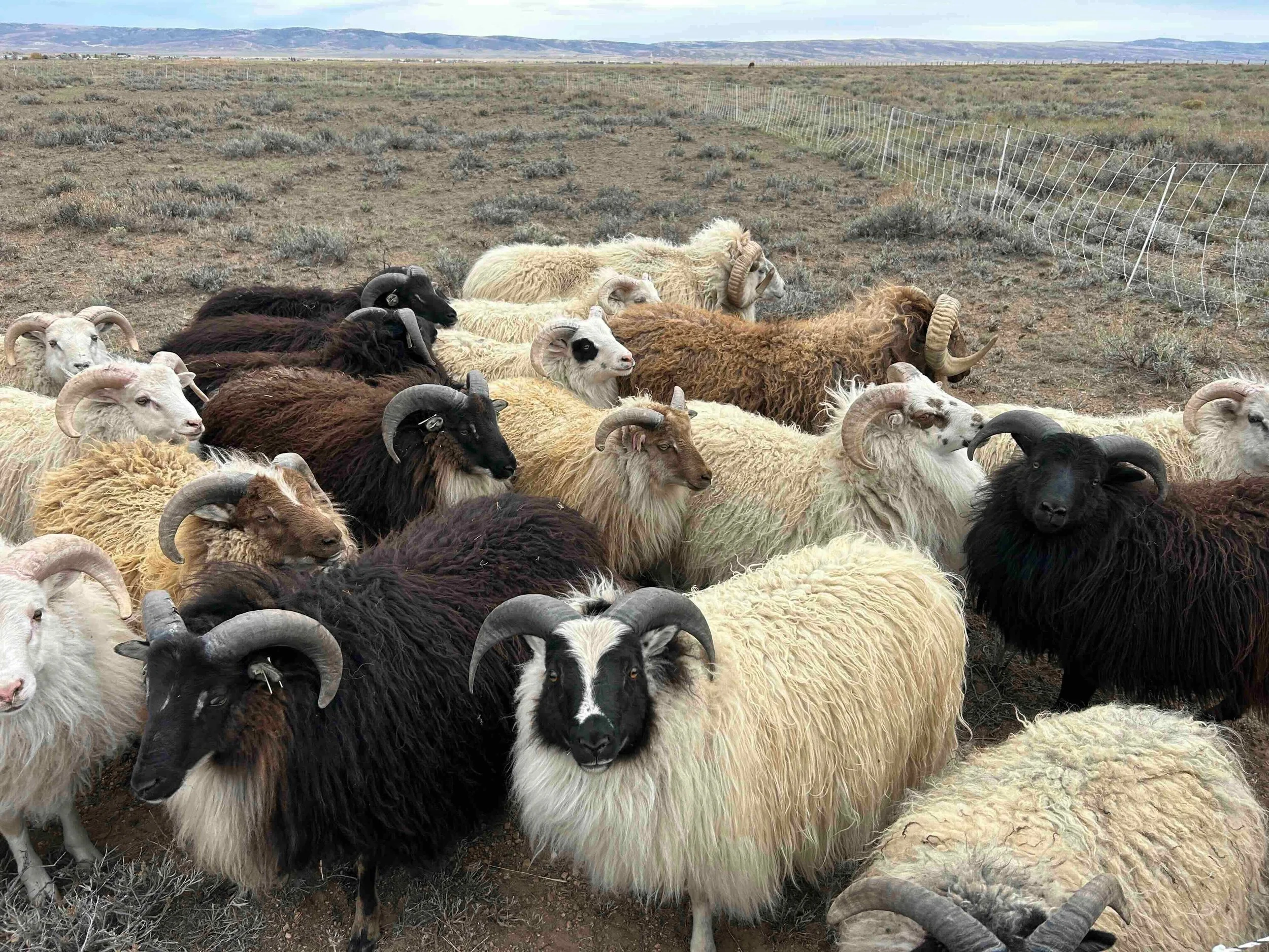 Image of the Wyoming sheep whose wool is used in Samara Johnson's work