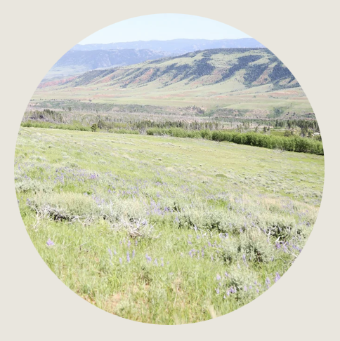 Casper- An expansive view of rolling green hills covered with wild sage and patches of purple wildflowers stretches toward distant blue mountains. The bright sunlight and open sky reflect the vastness of Wyoming’s high plains.