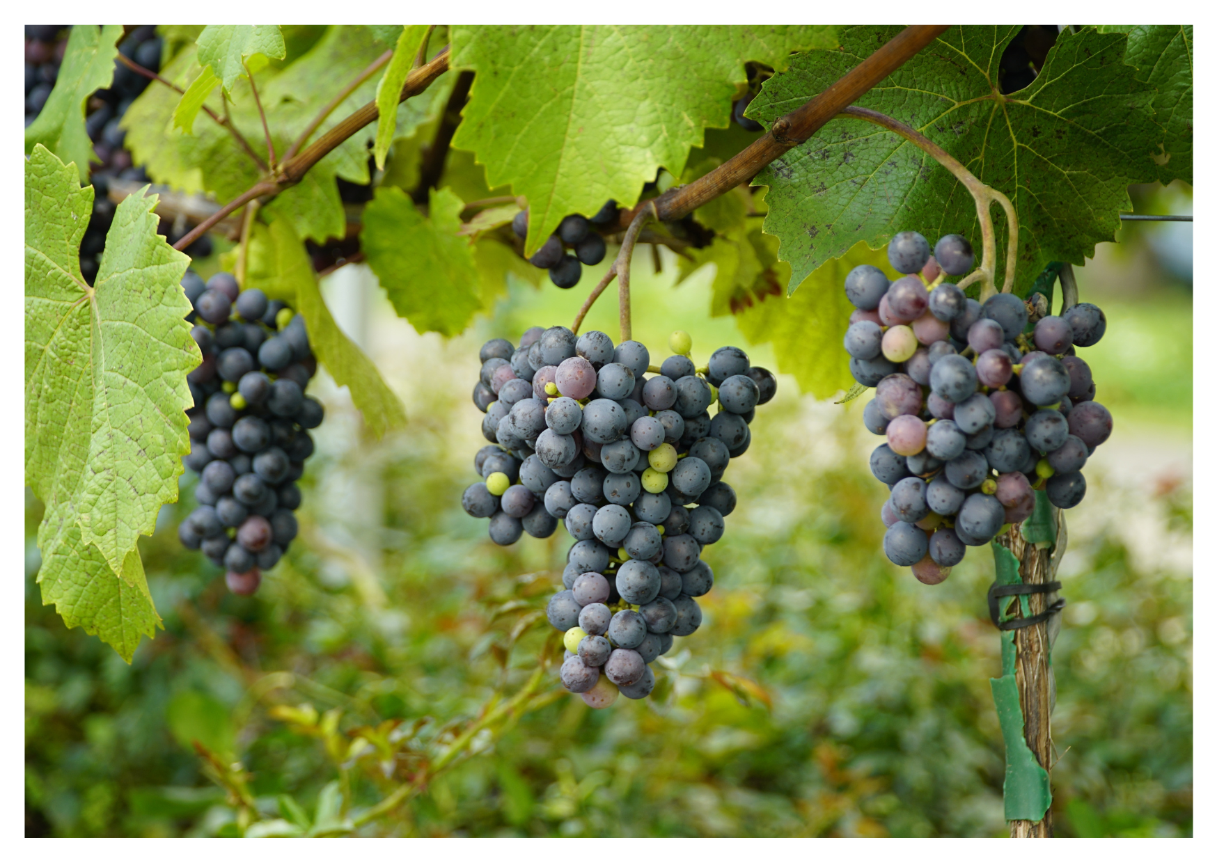 Cabernet Sauvignon- en ikonisk druva