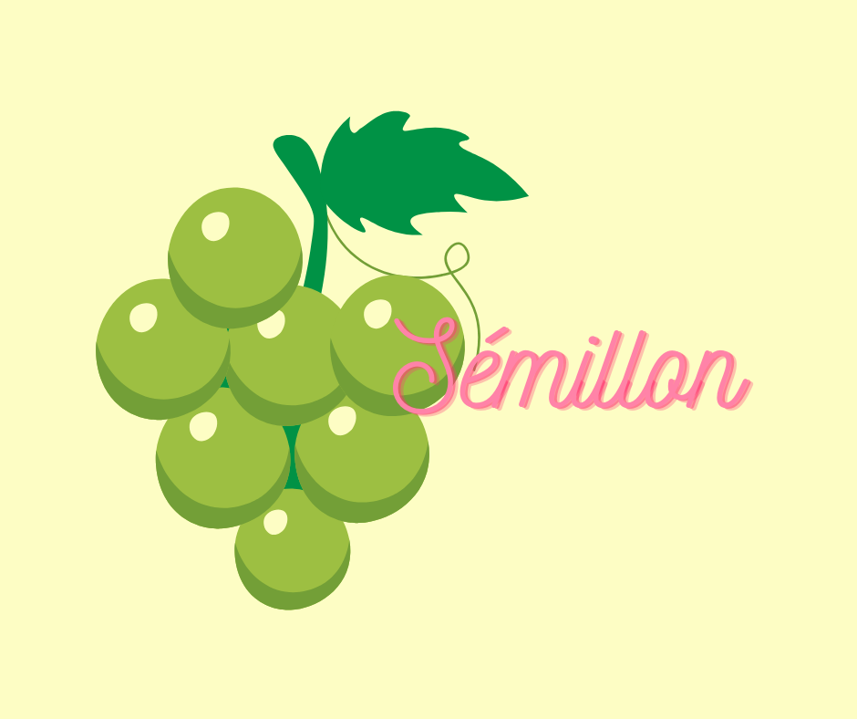 Sémillon – en mångsidig grön druva med tydlig ursprungskaraktär