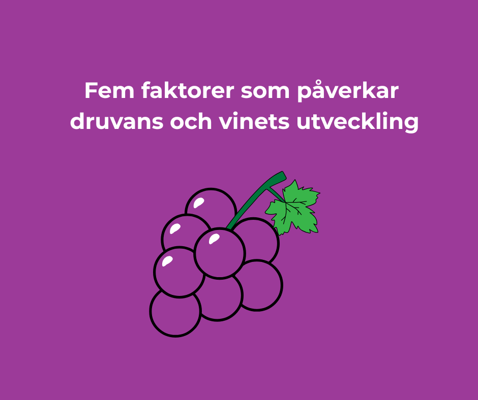 Fem faktorer som påverkar druvans och vinets utveckling