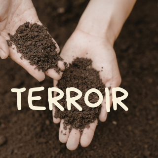 Vad betyder egentligen “terroir” – och varför smakar det olika i glaset?