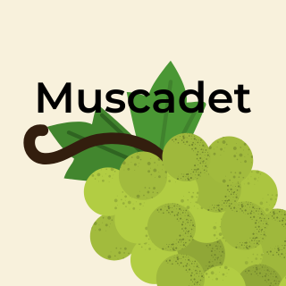Muscadet – ett underskattat friskt vitt vin