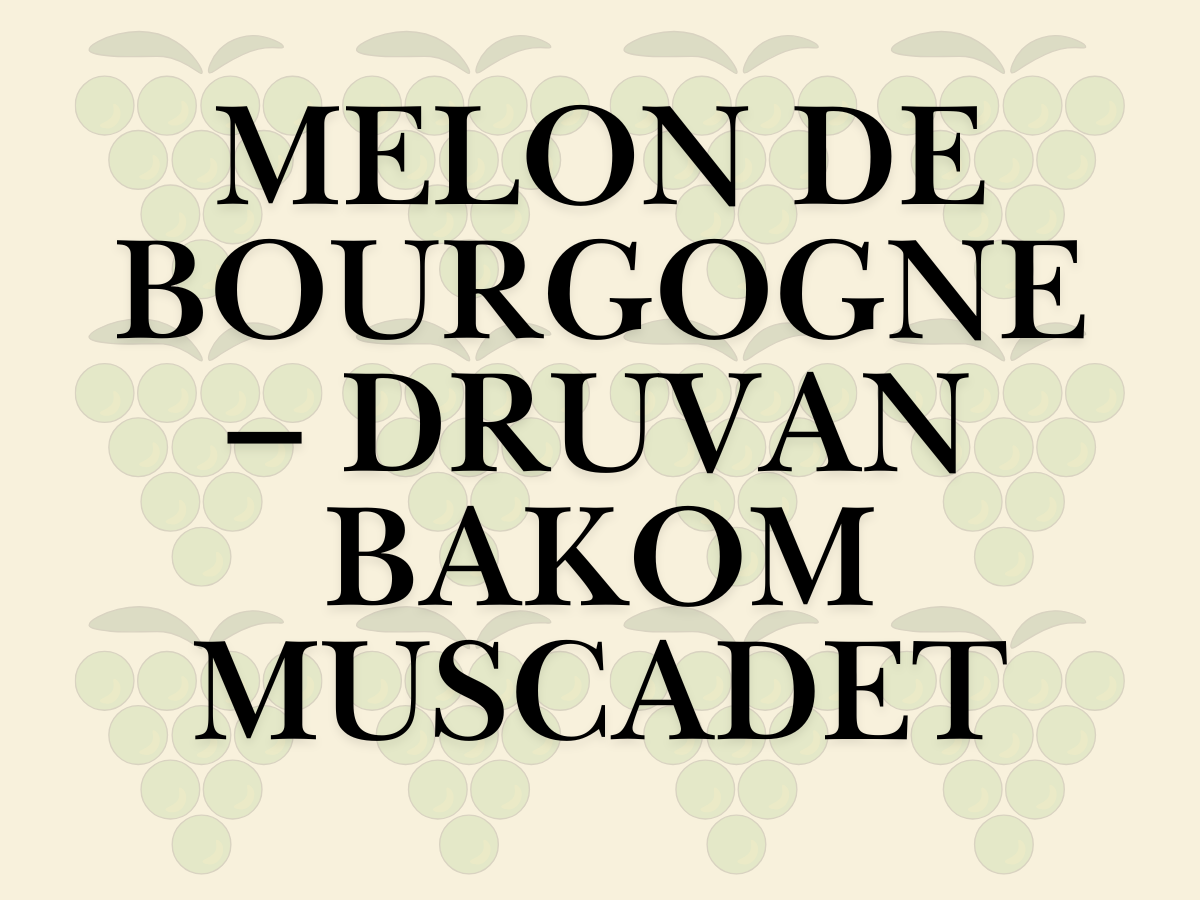 Melon de Bourgogne – druvan bakom Muscadet