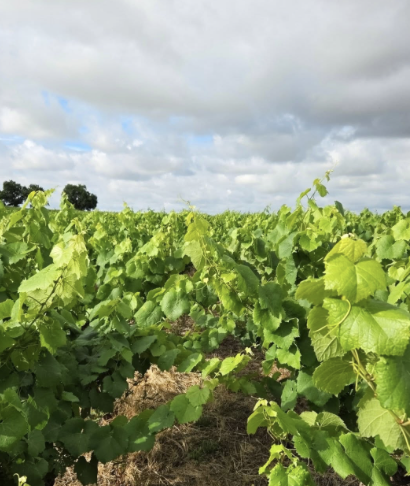 Årets skörd del 1 från Vignobles Hermouet i Bordeaux