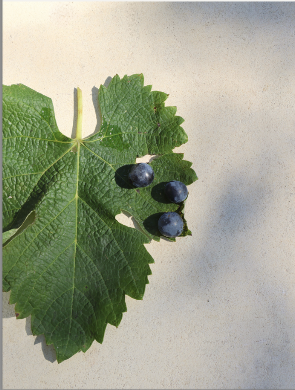 Årets skörd del 2 från Vignobles Hermouet i Bordeaux