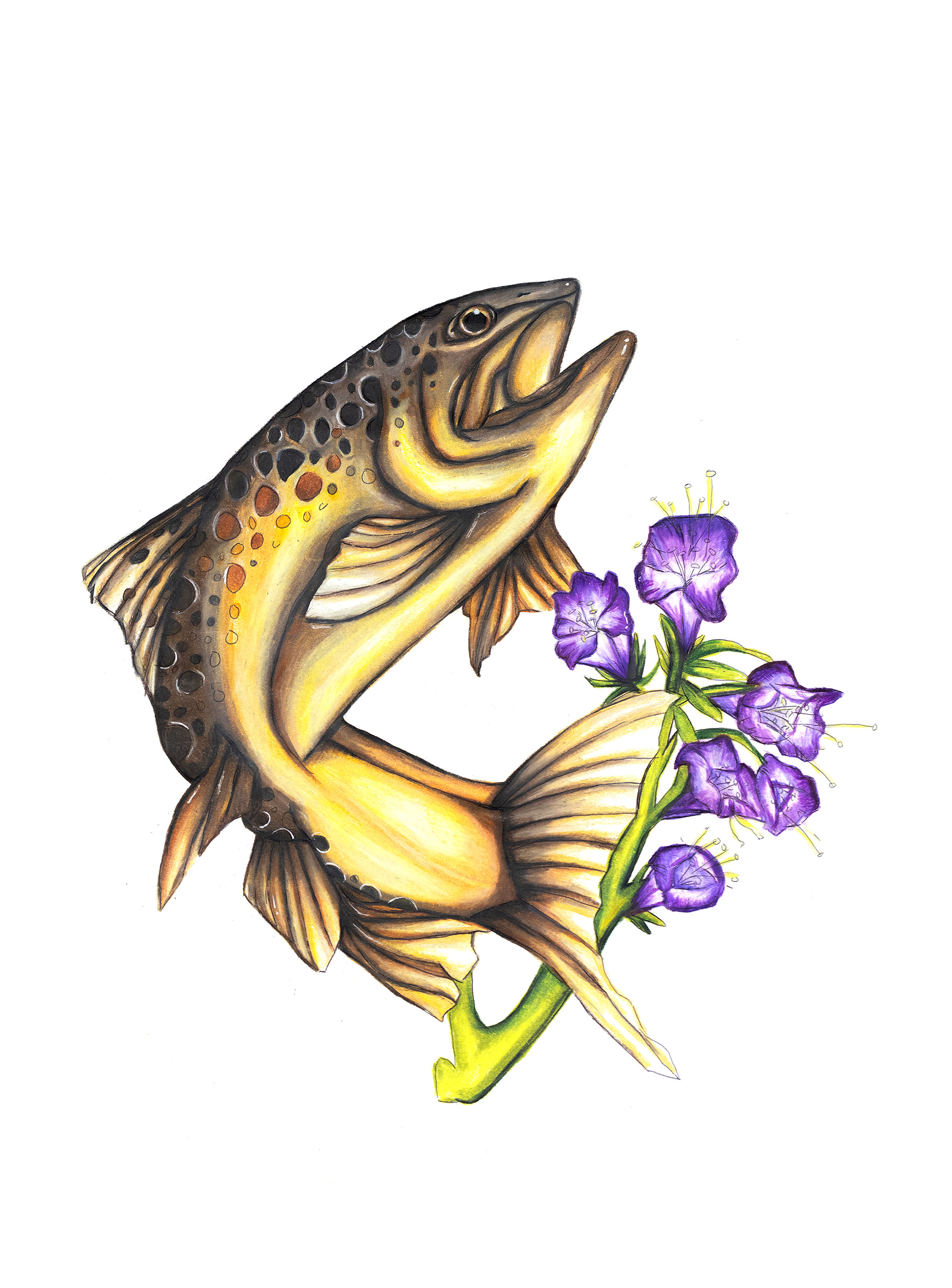 Brown Trout & Silver Leaf Phacelia - Found on peace pole #16