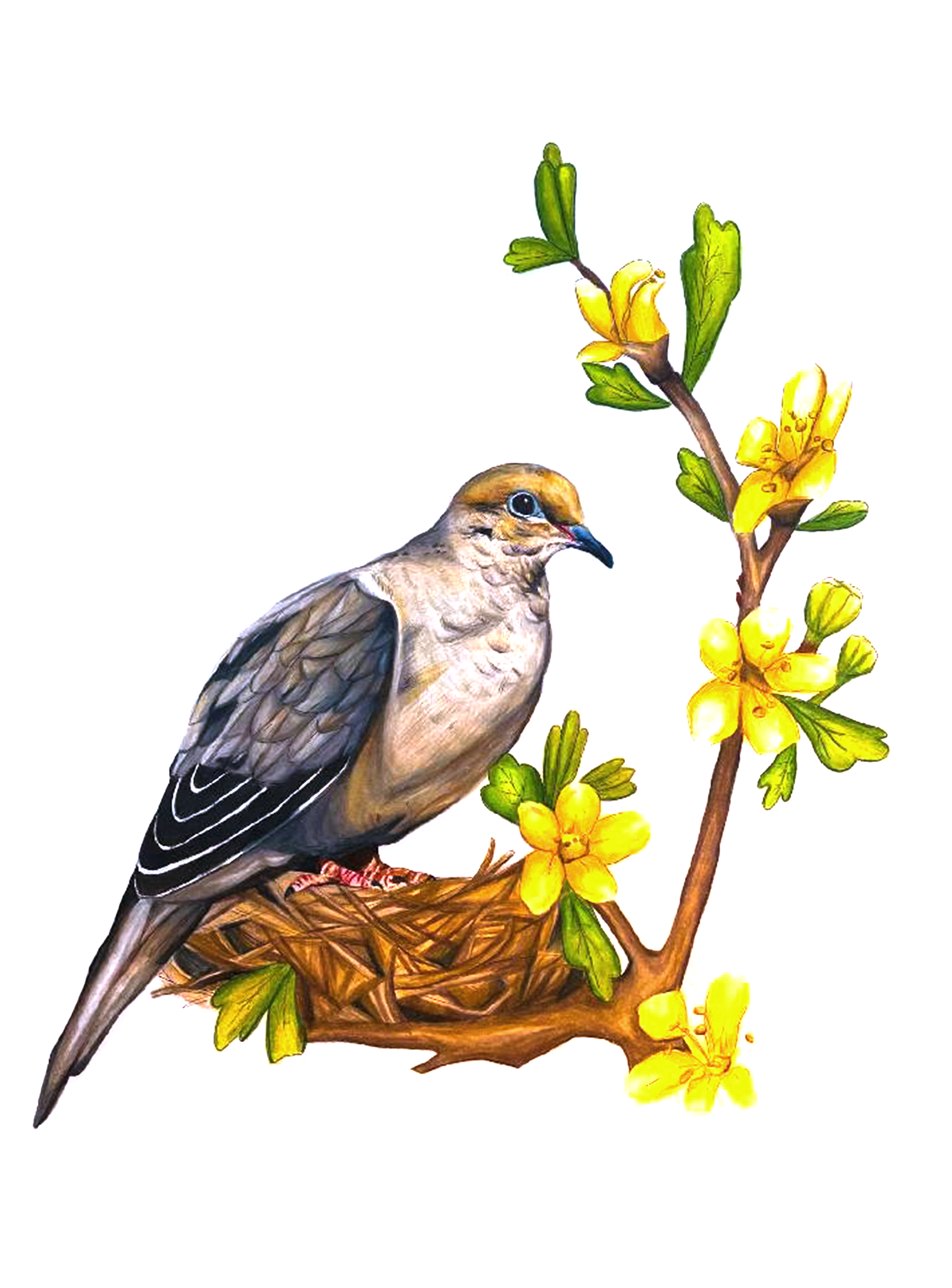 Mourning Dove & Antelope Bitterbrush - Found on peace pole #14