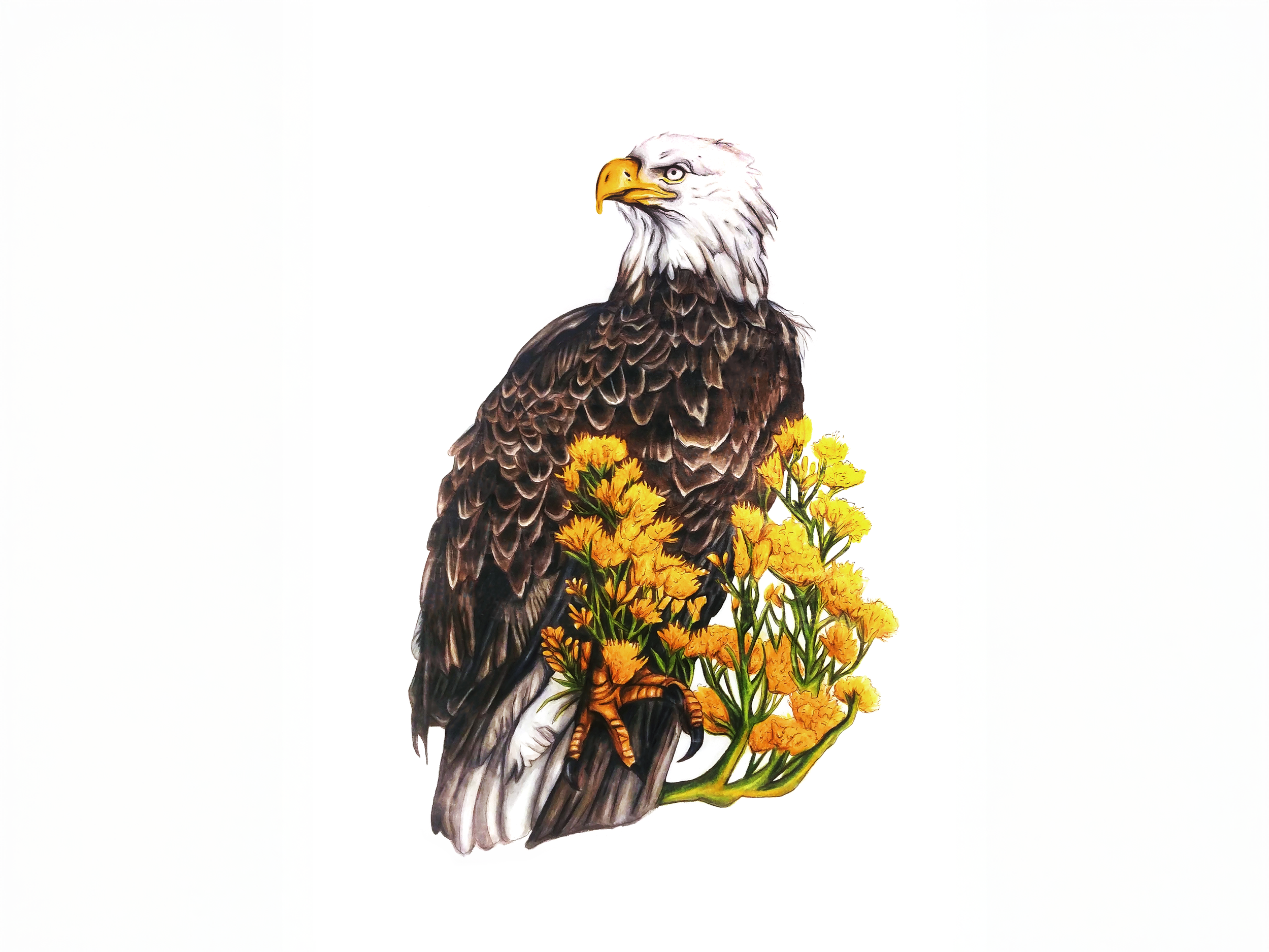 Bald Eagle & Rubber Rabbitbrush - Found on peace pole #7
