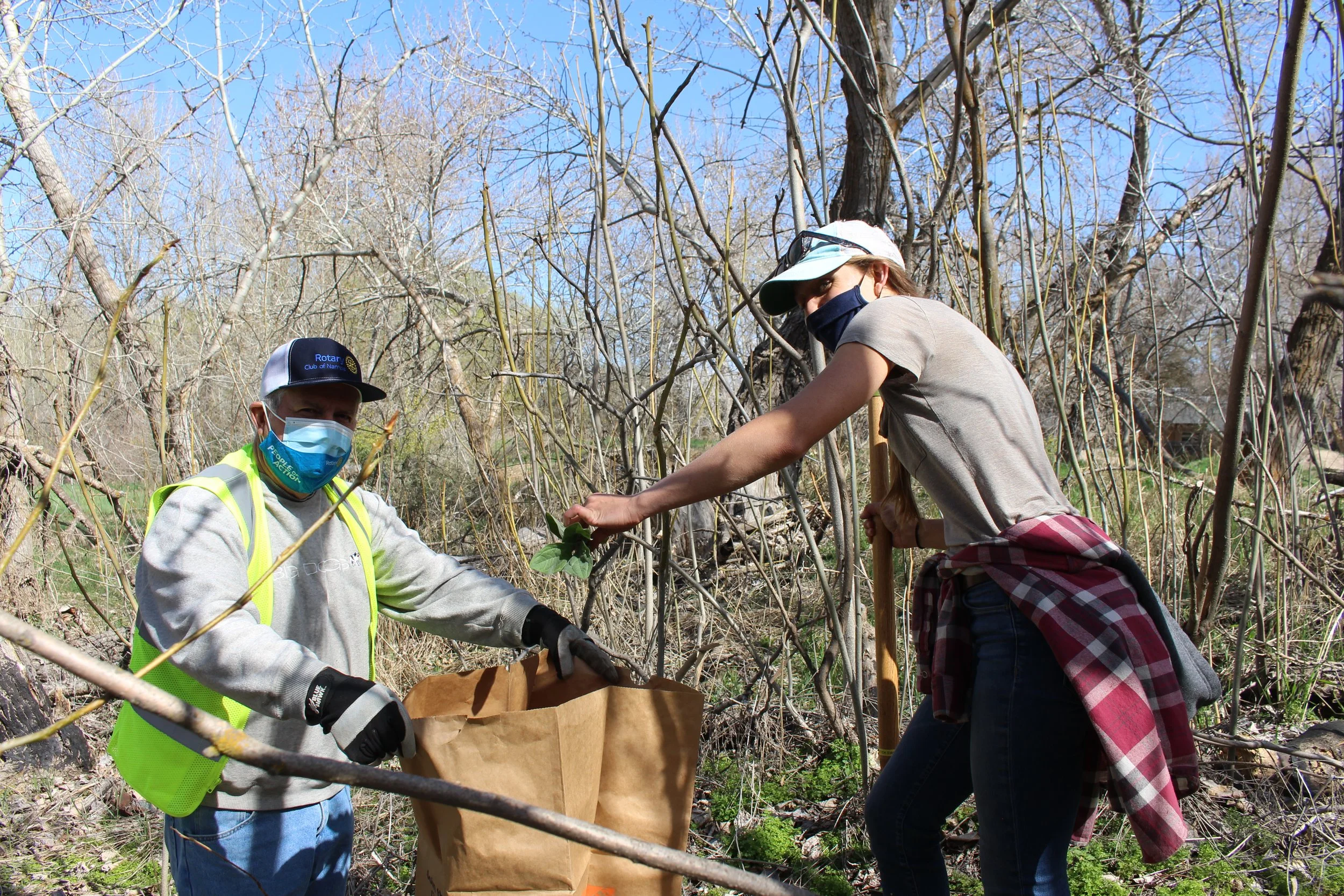 When removing unwanted invasive species vegetation, it is critical to bag up that vegetation to prevent natural re-seeding of these weeds.